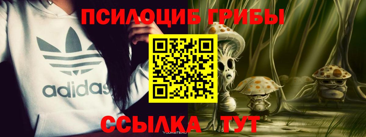 Галлюциногенные грибы Psilocybe Надым